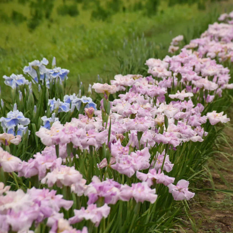 'Pinkerton' Japanese Iris - Image 2