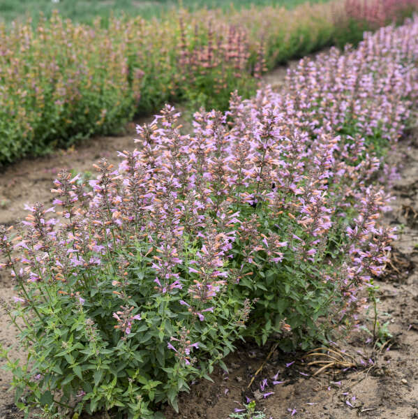 'Pinky Pie' Hummingbird Mint (Agastache) - Image 3