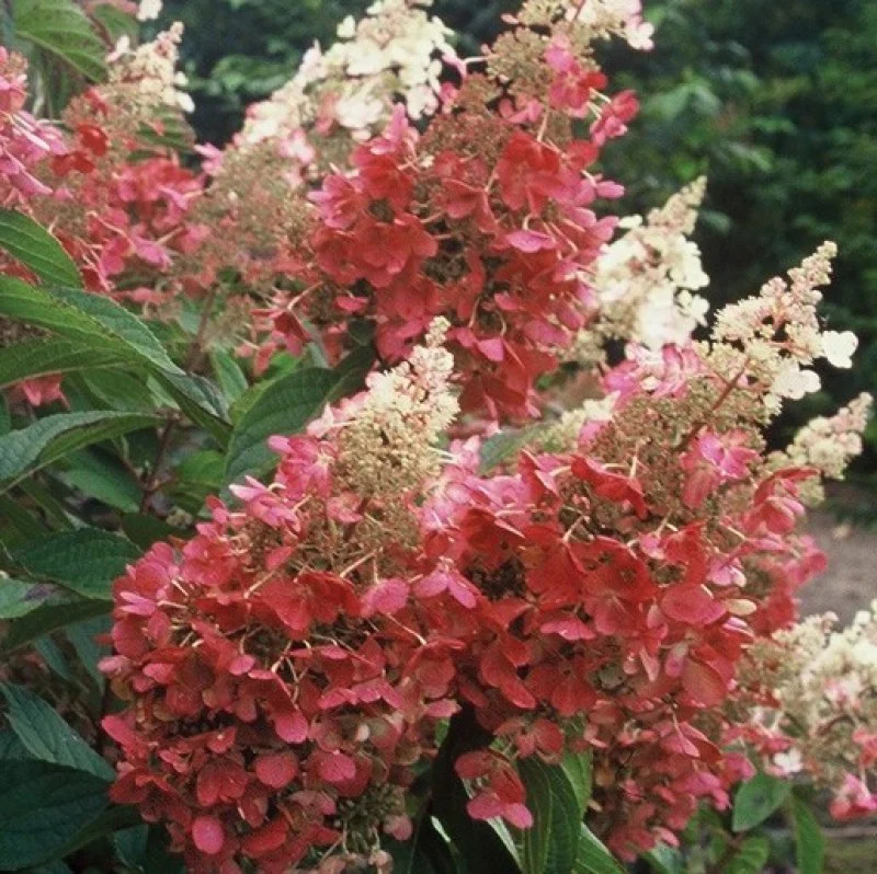 Pinky Winky® Panicle Hydrangea - Image 4