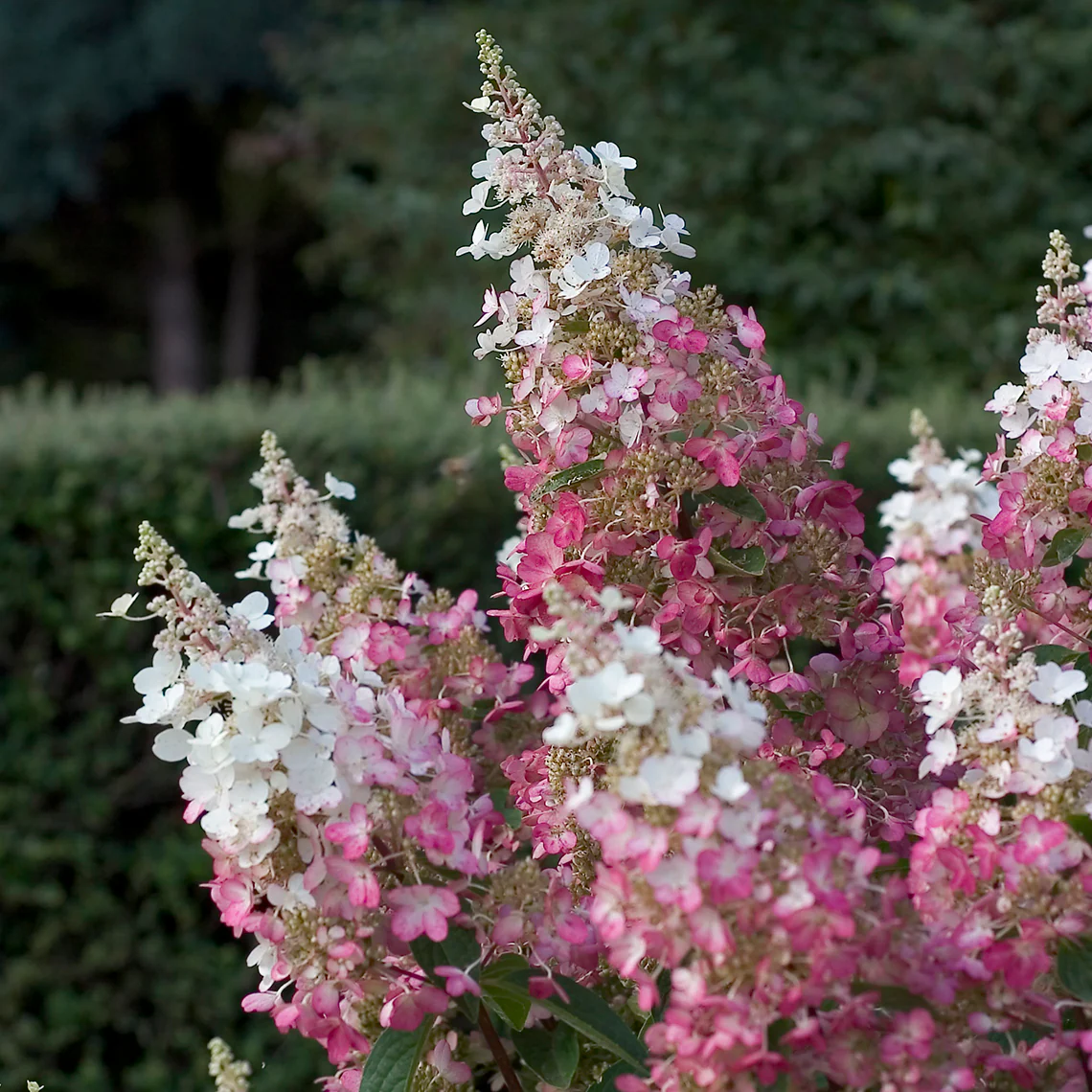 Pinky Winky® Panicle Hydrangea - Image 5
