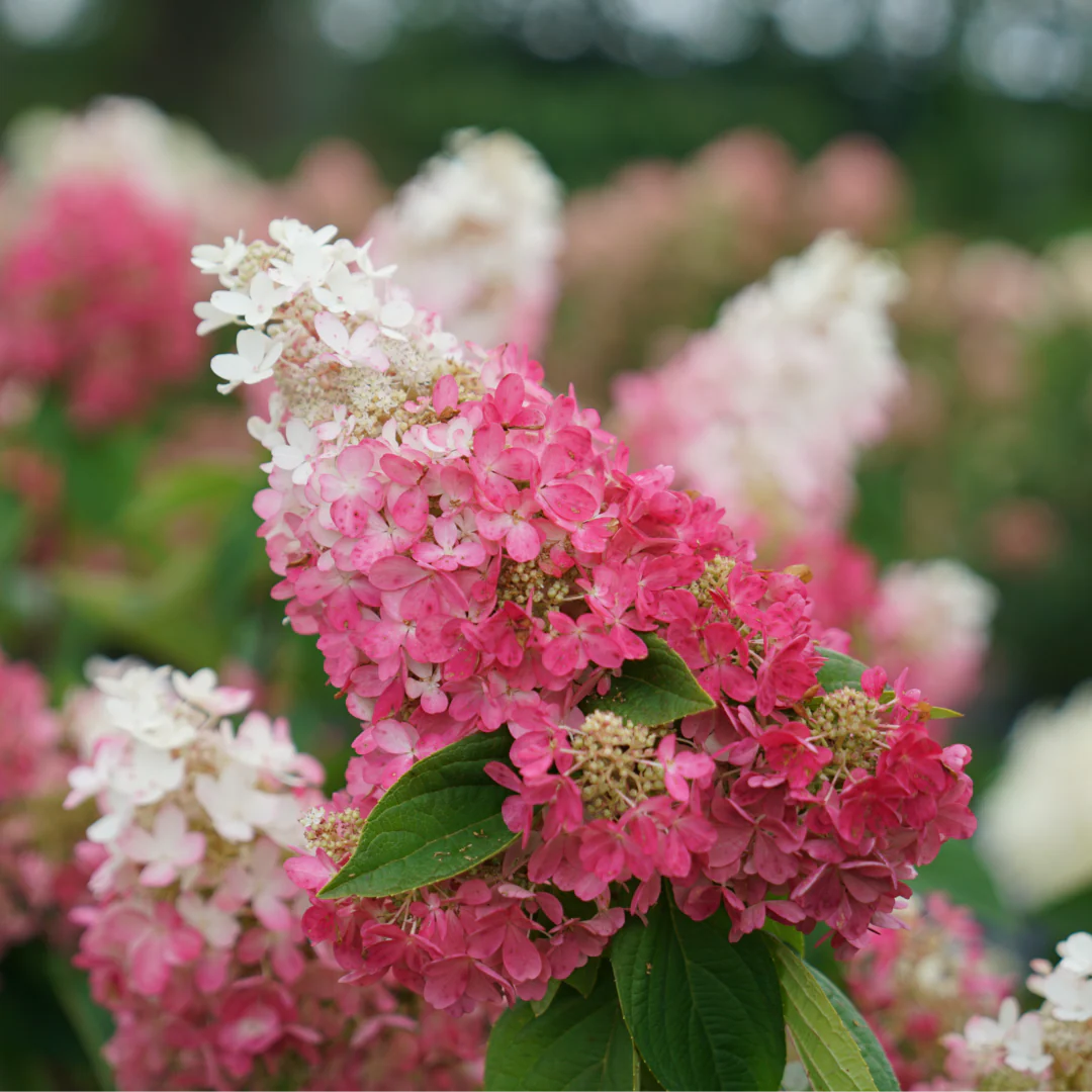 Pinky Winky Prime® Panicle Hydrangea