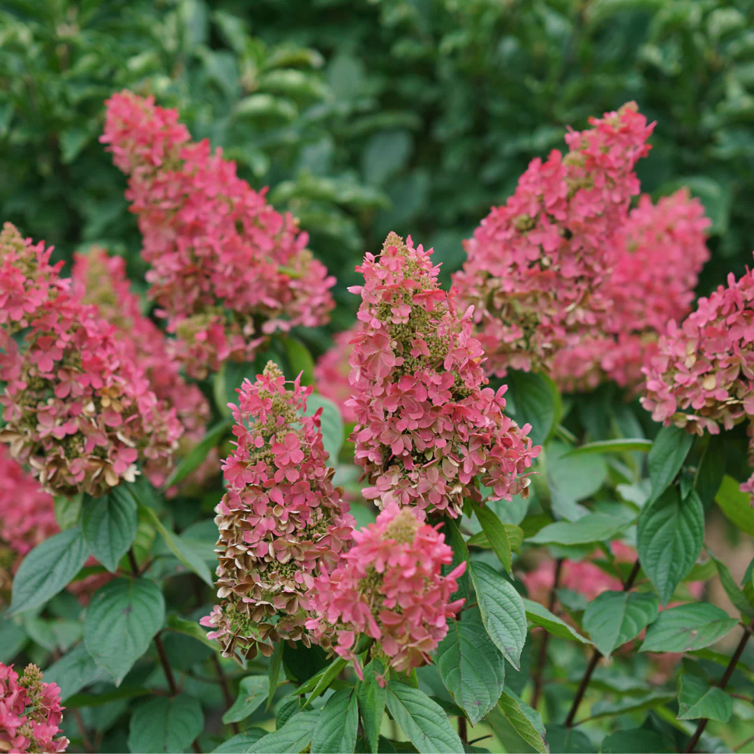Pinky Winky Prime® Panicle Hydrangea - Image 2