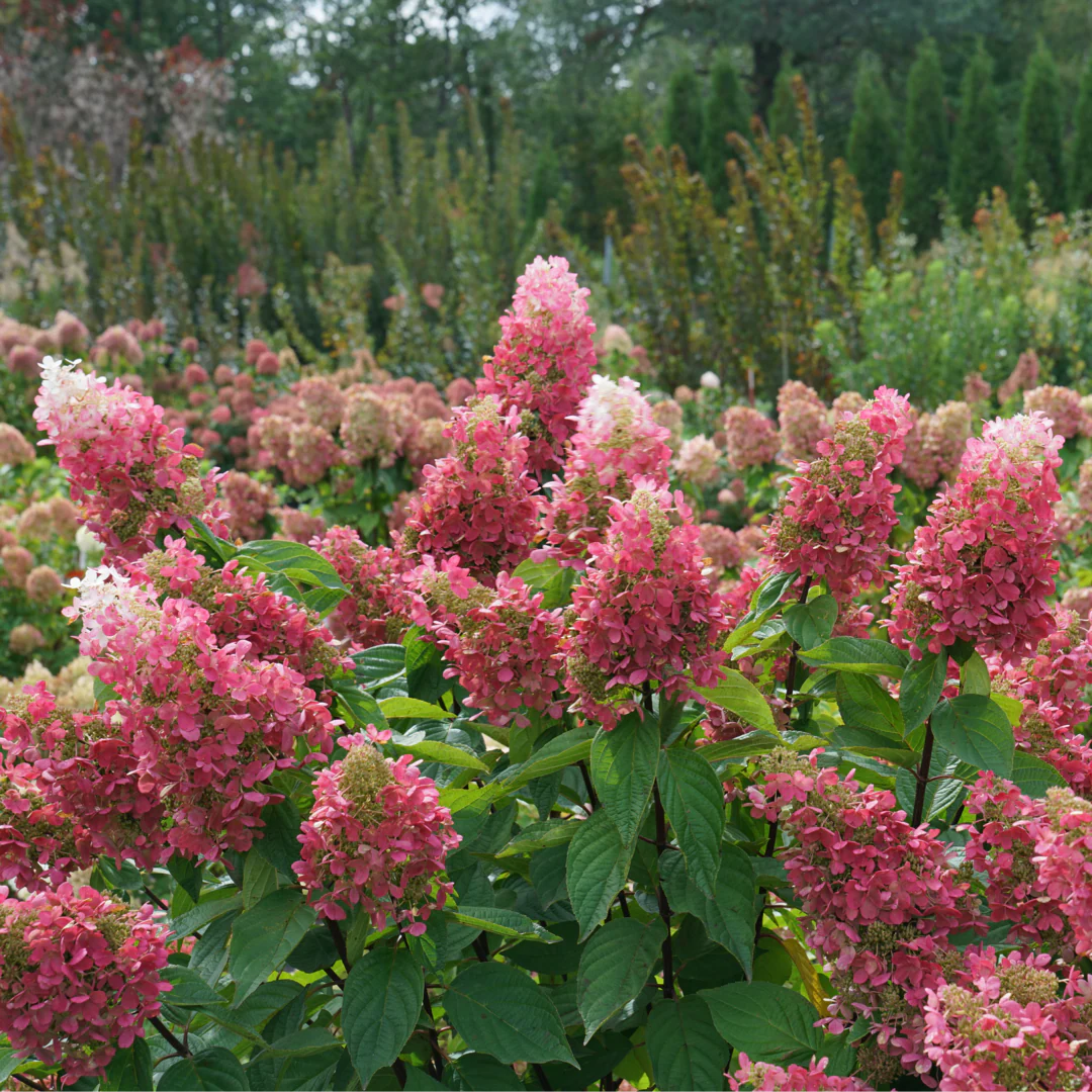 Pinky Winky Prime® Panicle Hydrangea - Image 3