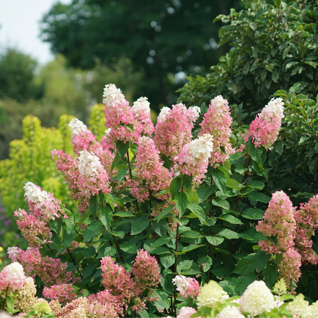 Pinky Winky Prime® Panicle Hydrangea - Image 4