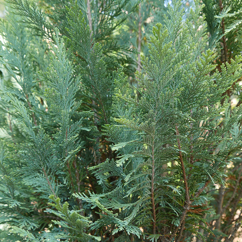 Pinpoint® Blue False Cypress - Image 3