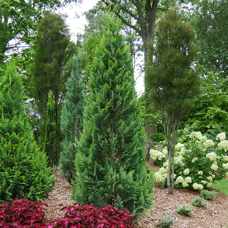 Pinpoint® Blue & Gold False Cypress - Image 2