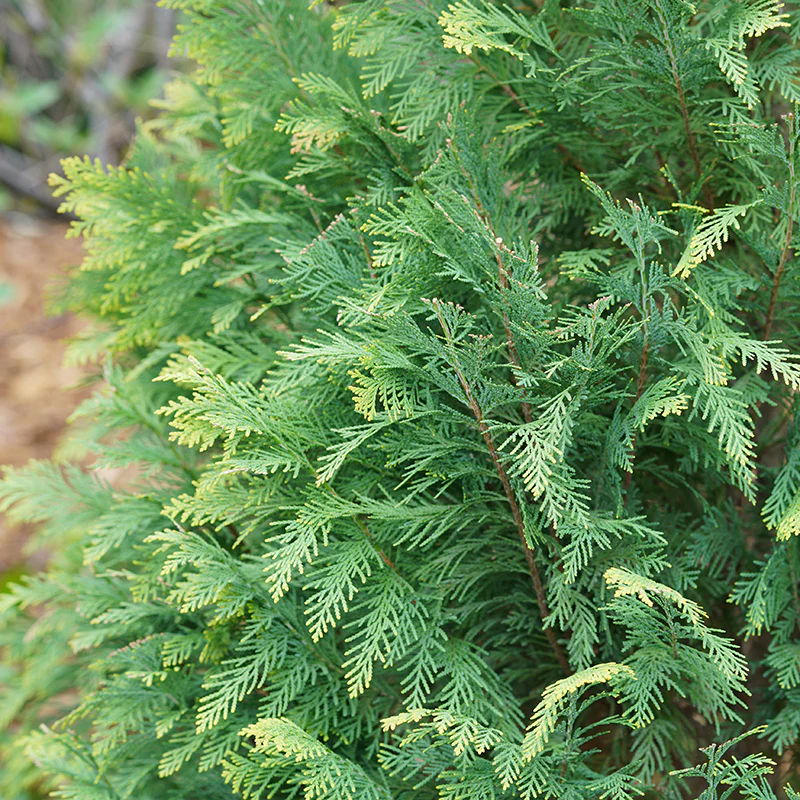 Pinpoint® Blue & Gold False Cypress - Image 3