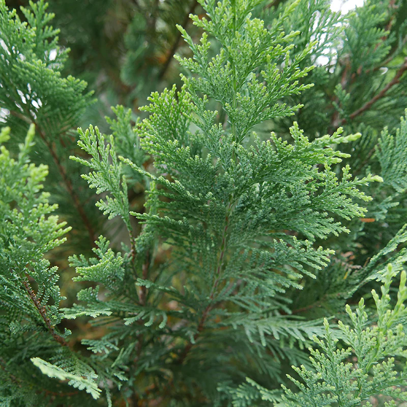 Pinpoint® Blue & Gold False Cypress - Image 4