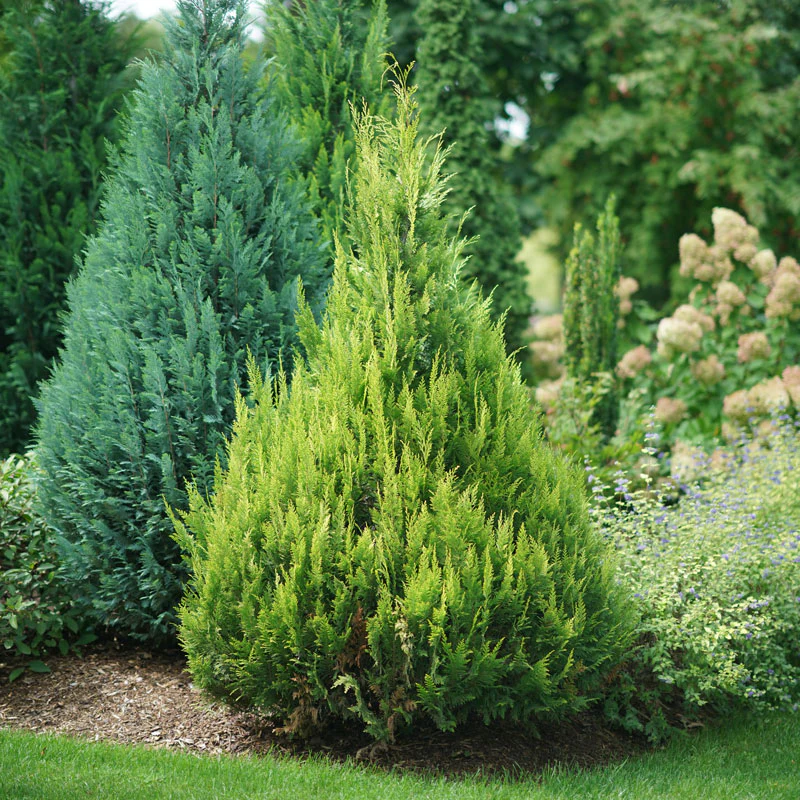 Pinpoint® Gold False Cypress - Image 2