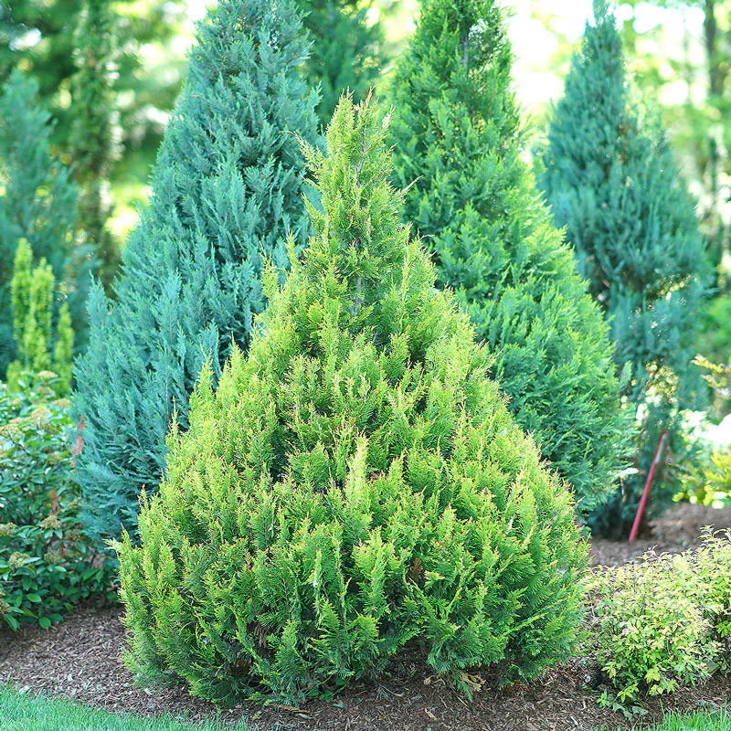 Pinpoint® Gold False Cypress - Image 3