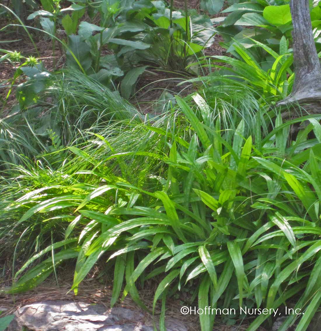 Plantain-Leaf Sedge (Carex) - Image 2