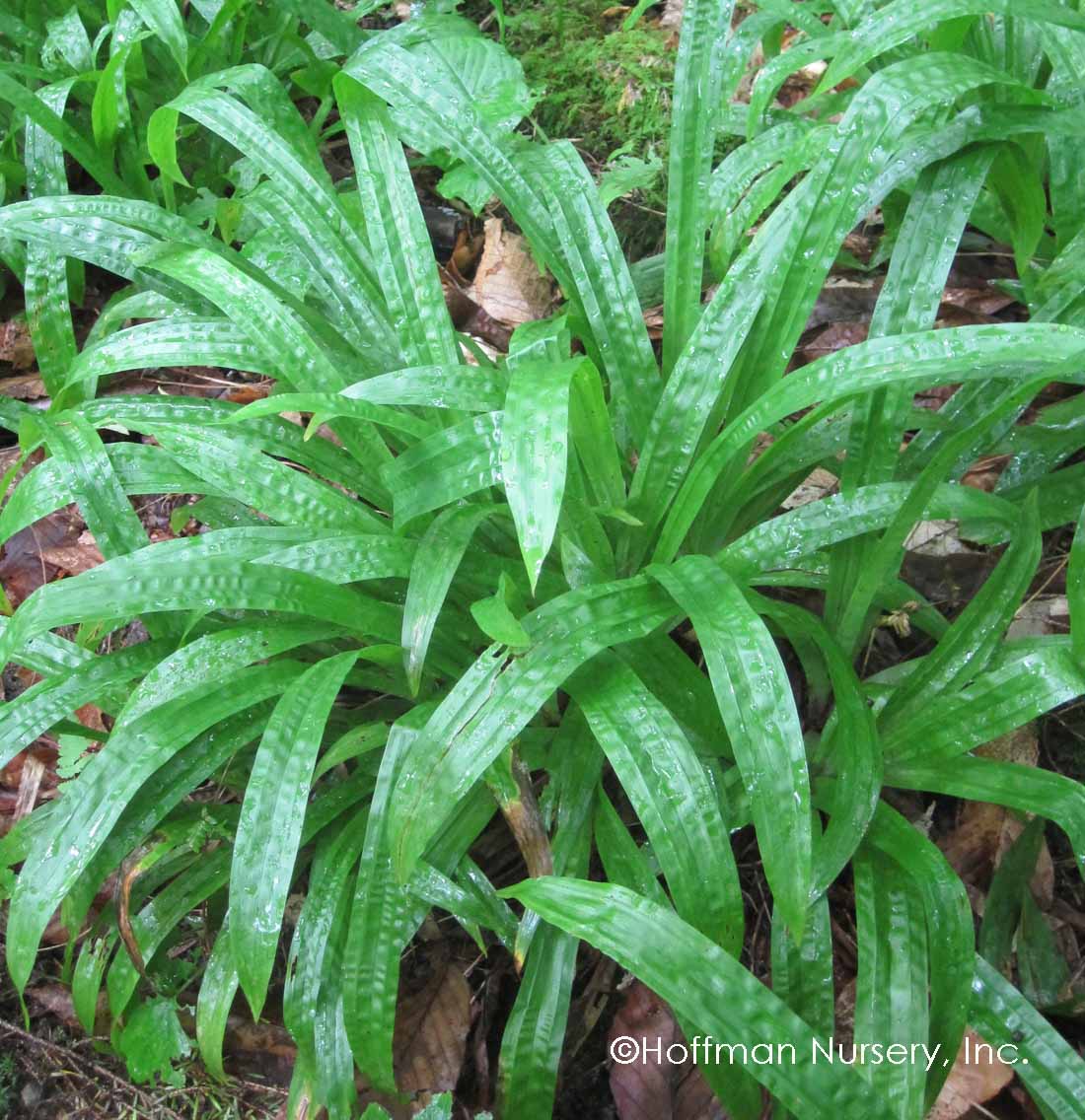 Plantain-Leaf Sedge (Carex) - Image 4