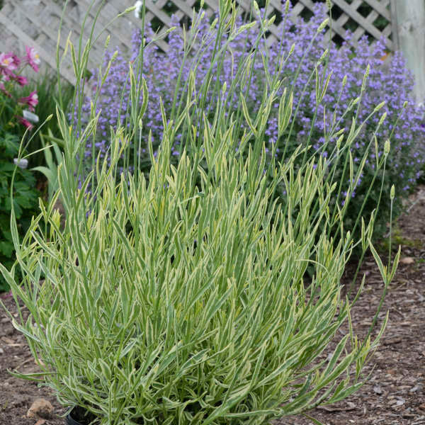 Platinum Blonde⢠Lavender (Lavandula)