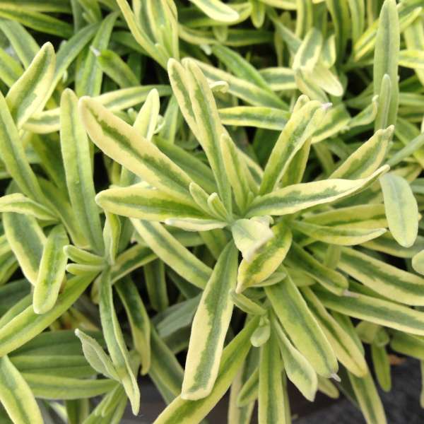 Platinum Blonde⢠Lavender (Lavandula) - Image 2