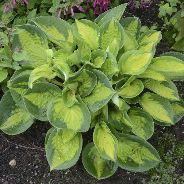 'Pocketful of Sunshine' Hosta - Image 2