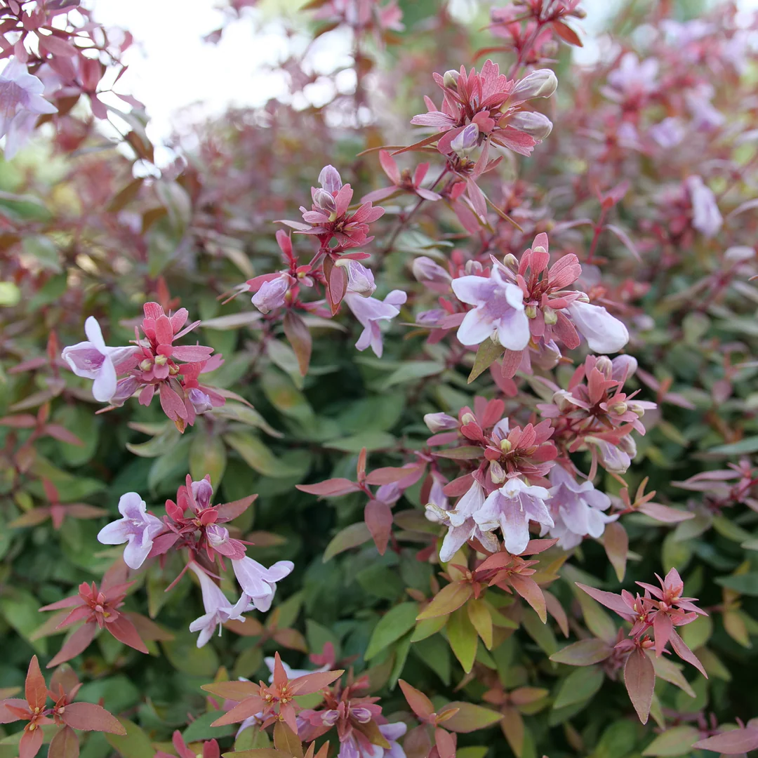 Poco Loco™ Abelia - Image 4