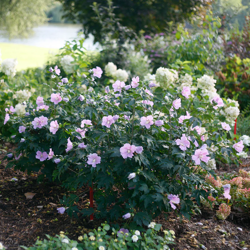 Pollypetite® Rose of Sharon (Hibiscus)