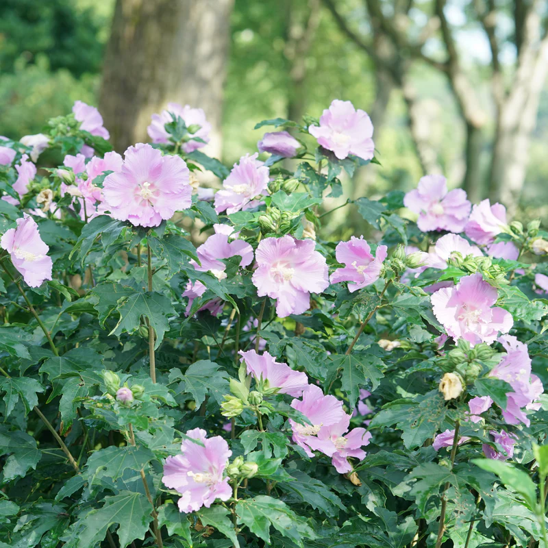 Pollypetite® Rose of Sharon (Hibiscus) - Image 3