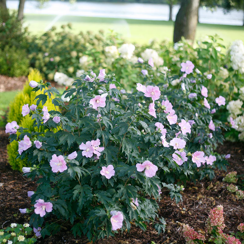 Pollypetite® Rose of Sharon (Hibiscus) - Image 4