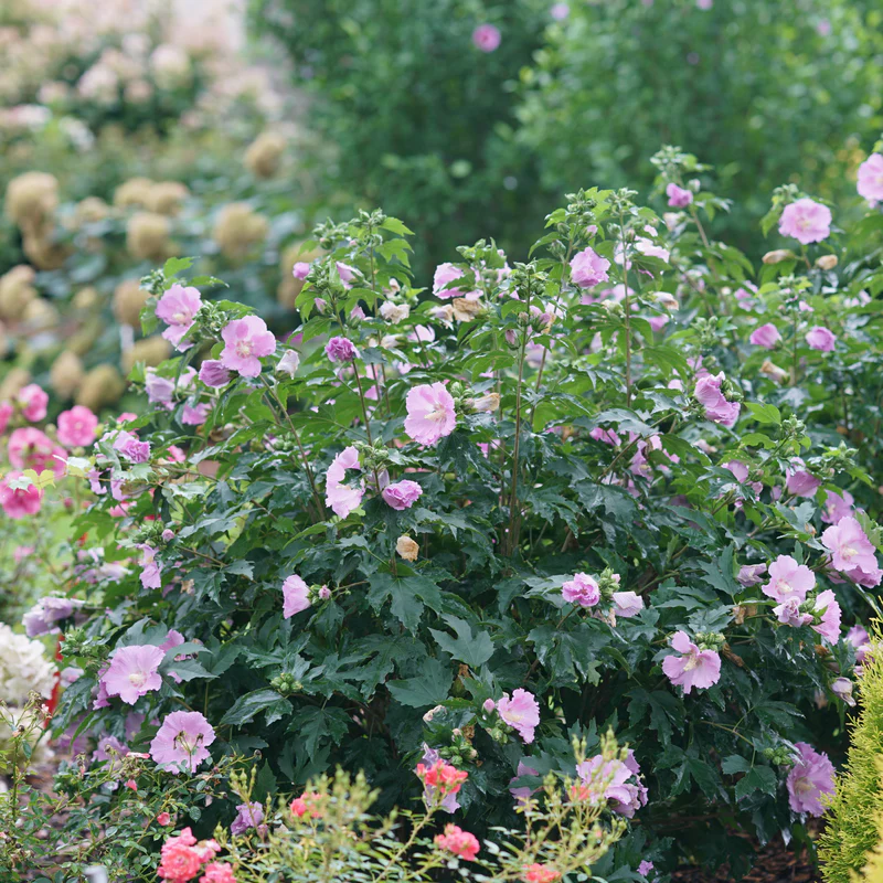 Pollypetite® Rose of Sharon (Hibiscus) - Image 5