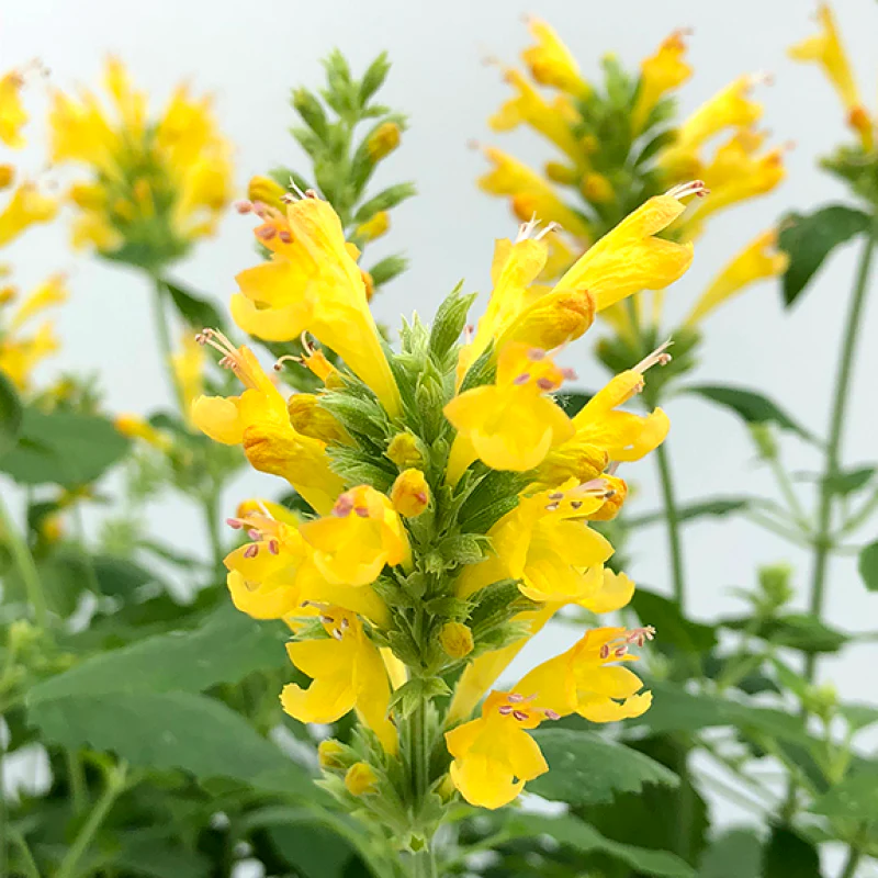 Poquito™ Butter Yellow Hummingbird Mint (Agastache) - Image 2