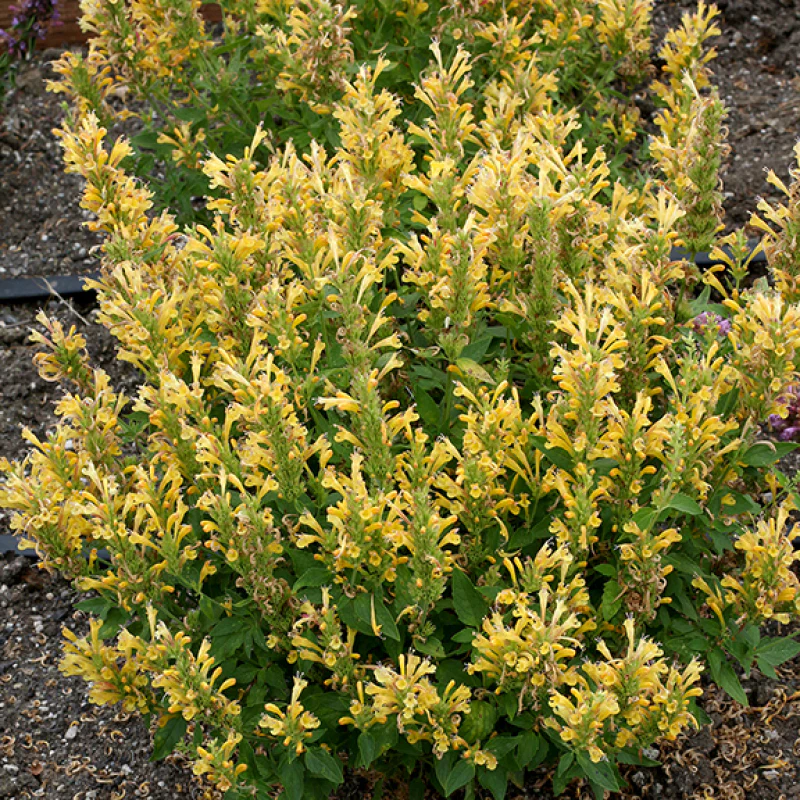 Poquito™ Butter Yellow Hummingbird Mint (Agastache) - Image 3
