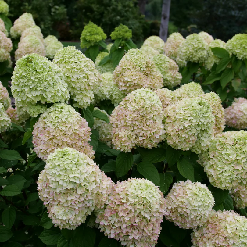 Powerball™ Panicle Hydrangea - Image 2