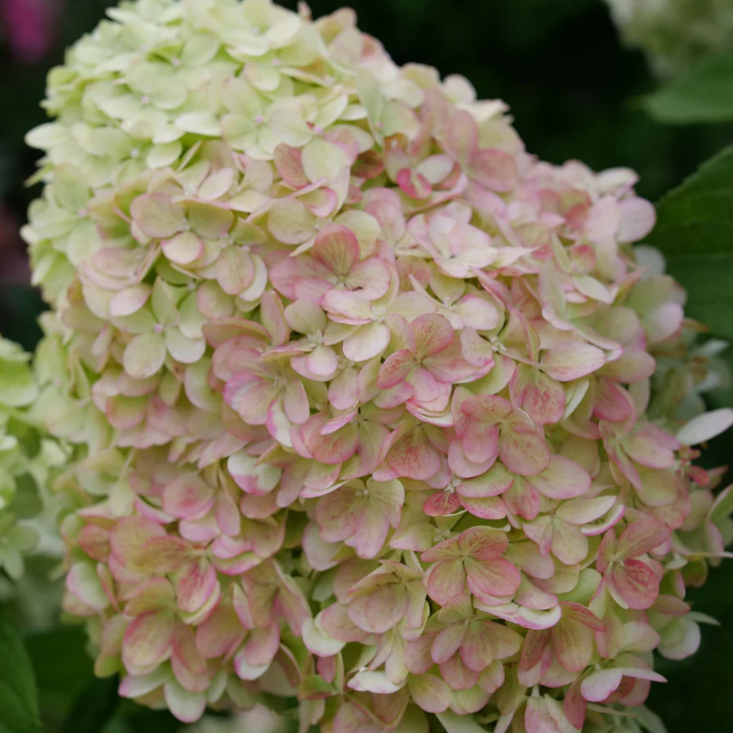 Powerball™ Panicle Hydrangea - Image 3
