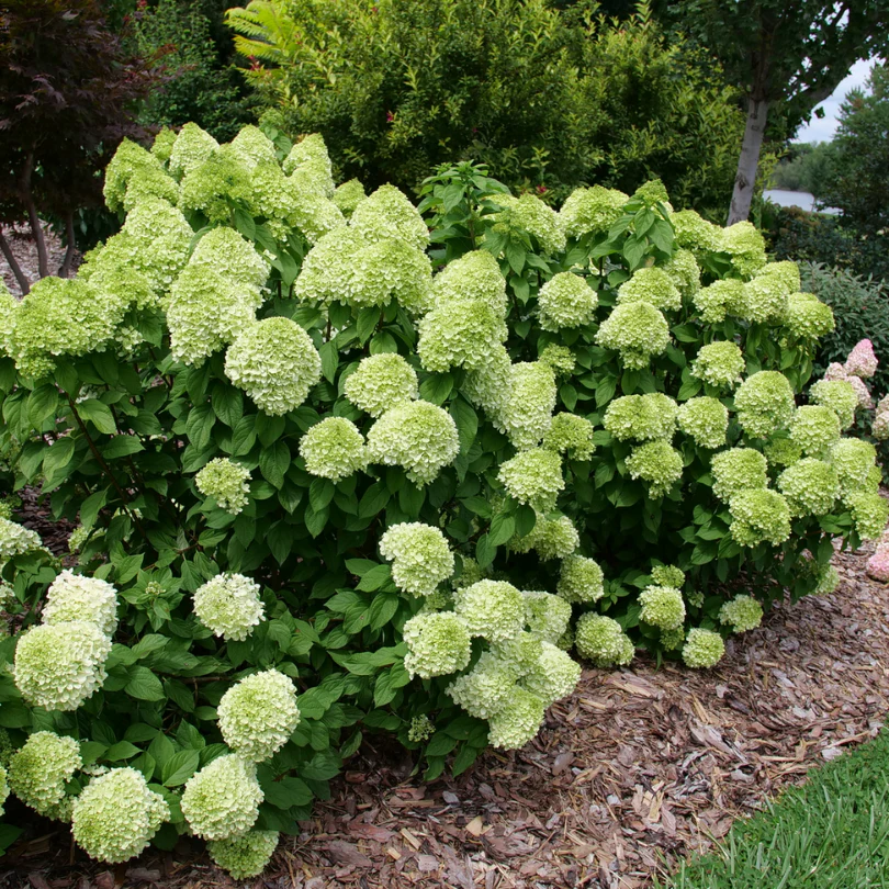 Powerball™ Panicle Hydrangea - Image 4