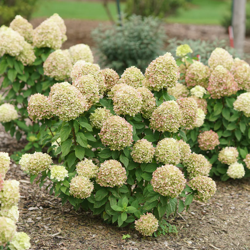 Powerball™ Panicle Hydrangea - Image 5