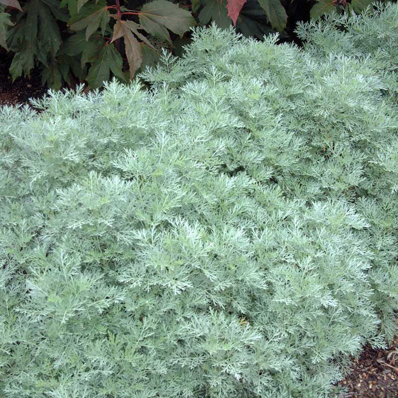 'Powis Castle' Wormwood (Artemisia) - Image 2