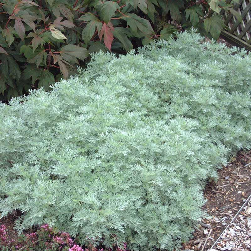 'Powis Castle' Wormwood (Artemisia) - Image 3