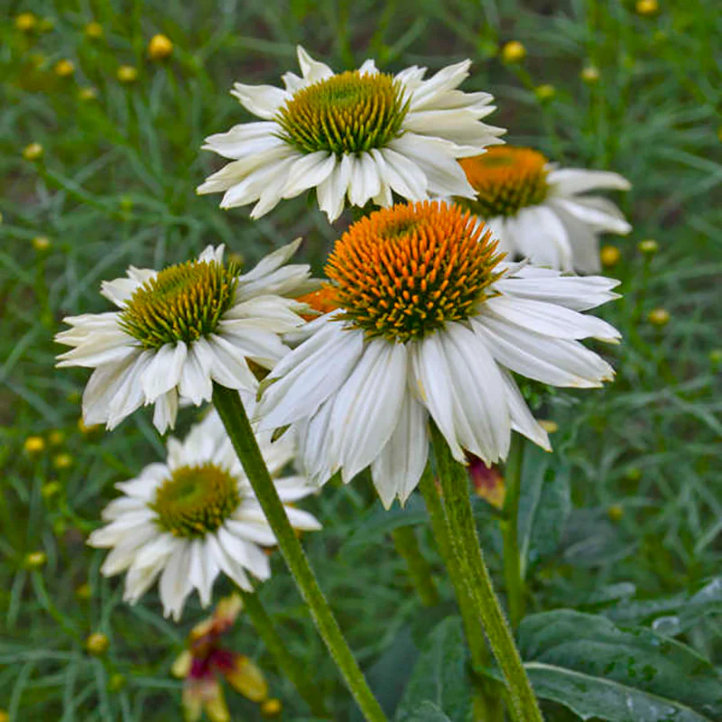 PowWow® White Coneflower (Echinacea) - Image 2
