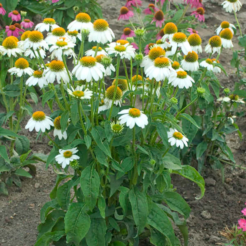 PowWow® White Coneflower (Echinacea) - Image 3