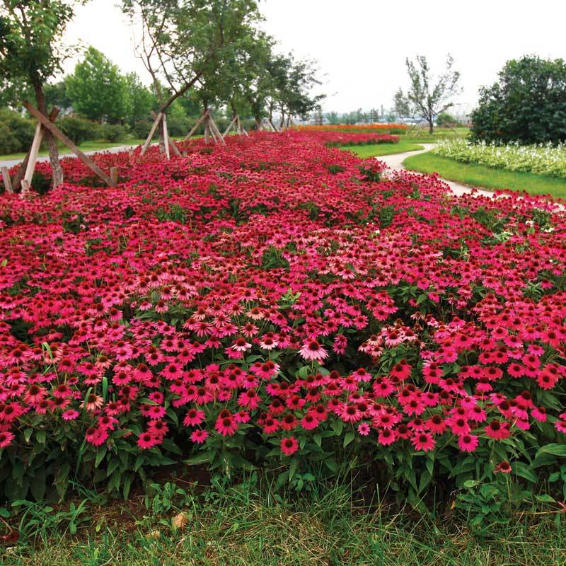 PowWow® Wild Berry Coneflower (Echinacea) - Image 2