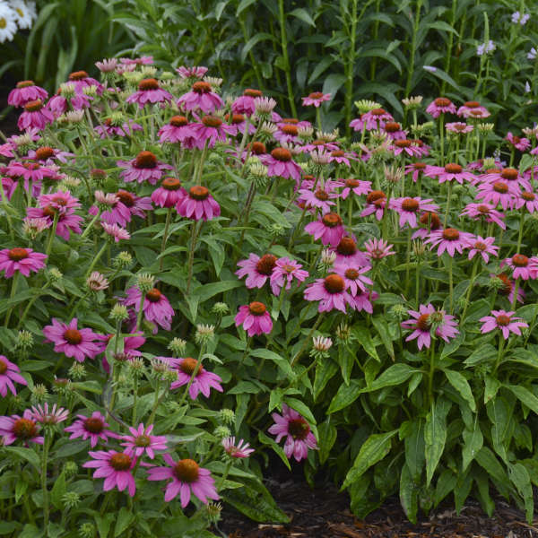 PowWow® Wild Berry Coneflower (Echinacea) - Image 3