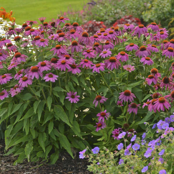 PowWow® Wild Berry Coneflower (Echinacea) - Image 5