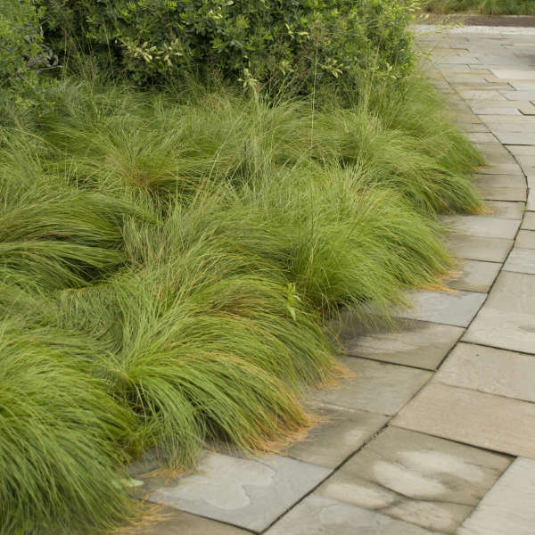 Prairie Dropseed (Sporobolus) - Image 2