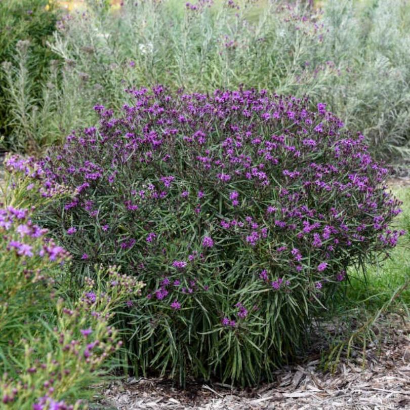 'Prairie Princess' Ironweed (Vernonia)