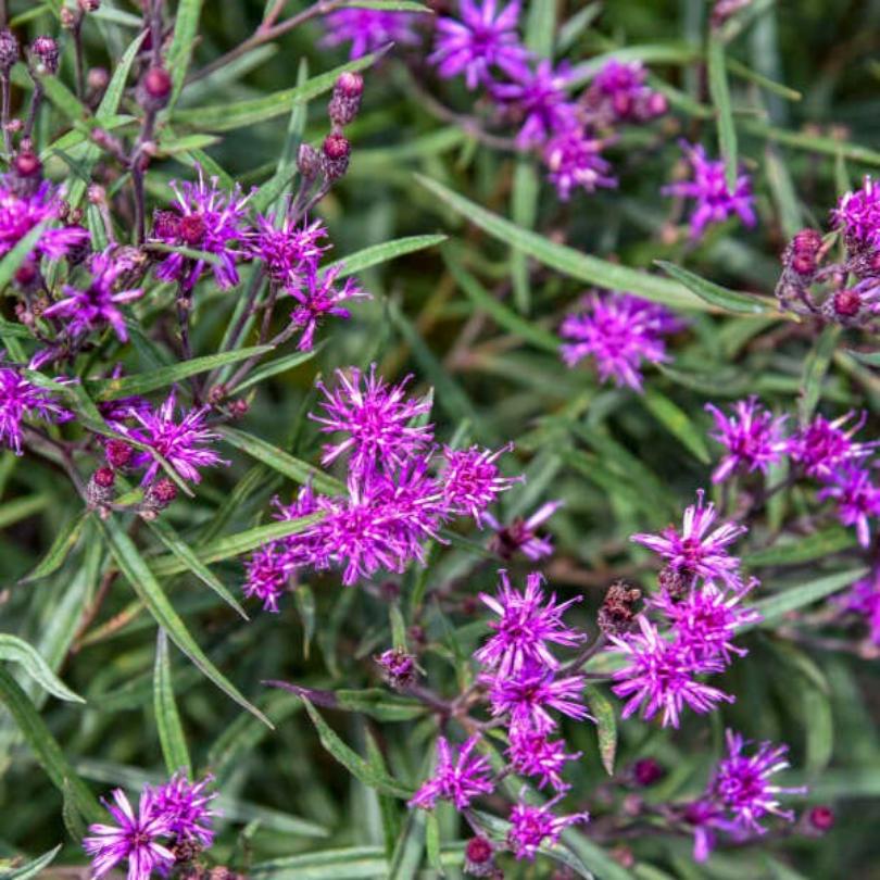 'Prairie Princess' Ironweed (Vernonia) - Image 2