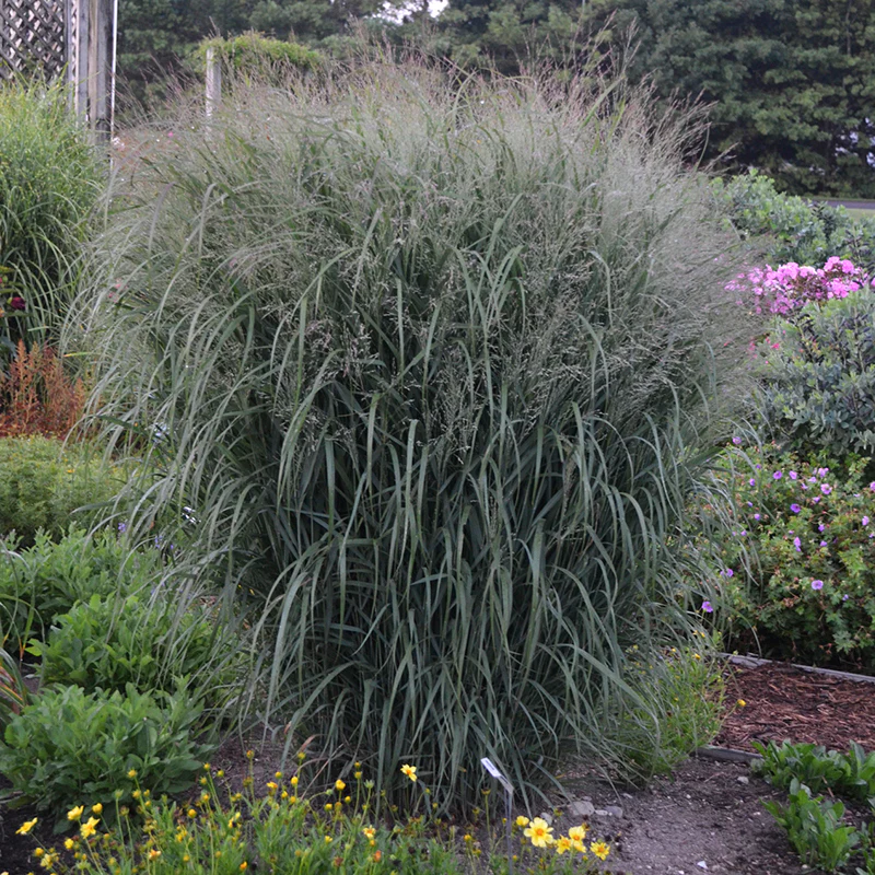 Prairie Winds® 'Apache Rose' Switchgrass (Panicum) - Image 3