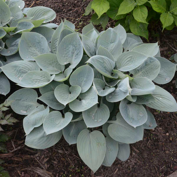'Prairie Sky' Hosta - Image 2