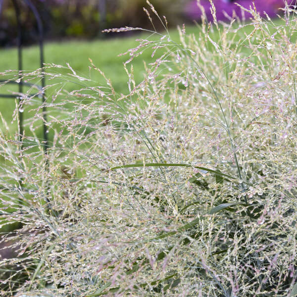 Prairie Winds® 'Niagara Falls' Switchgrass (Panicum) - Image 3