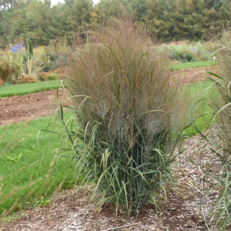 Prairie Winds® 'October Sky' Switchgrass (Panicum) - Image 2