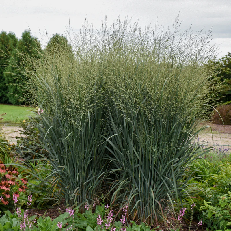 Prairie Winds® 'Totem Pole' Switchgrass (Panicum) - Image 3