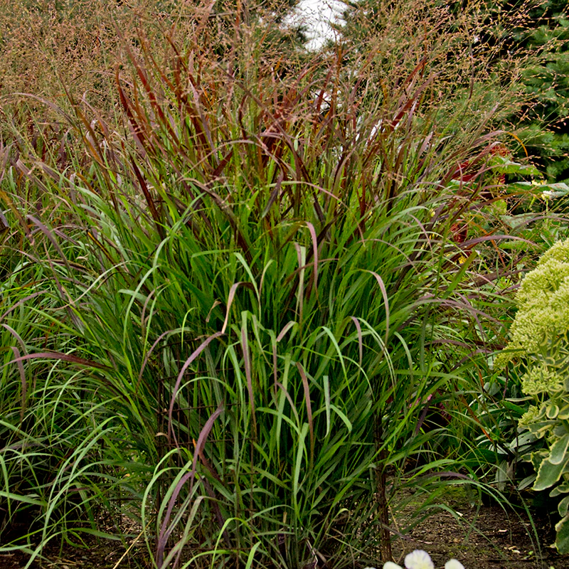 Prairie Winds® 'Cheyenne Sky' Switchgrass (Panicum) - Image 2