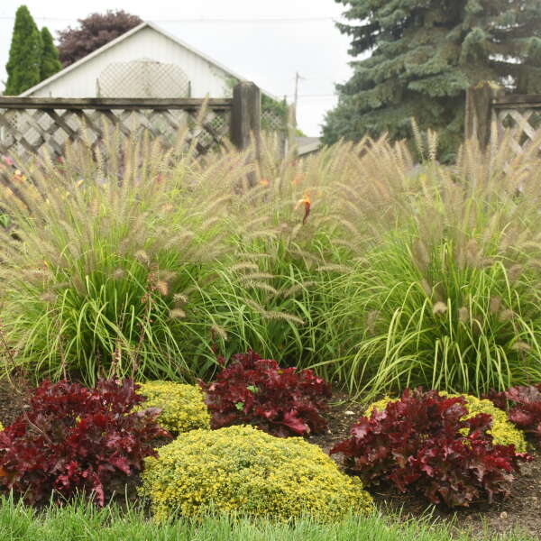 Prairie Winds® 'Lemon Squeeze' Fountain Grass (Pennisetum) - Image 2