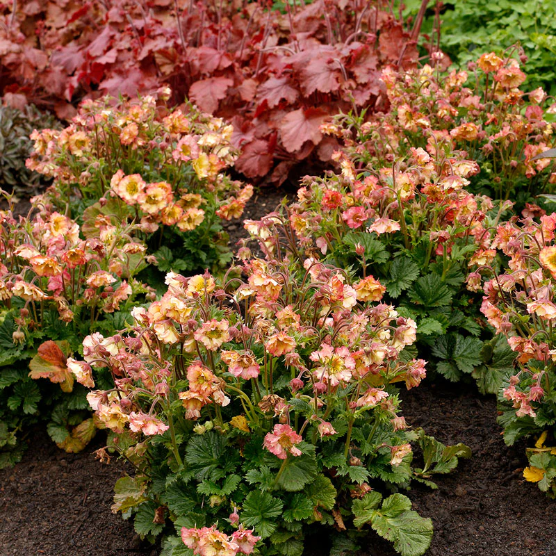 Pretticoats™ Peach Geum - Image 4