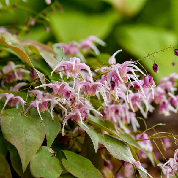 'Pretty in Pink' Barrenwort (Epimedium) - Image 5
