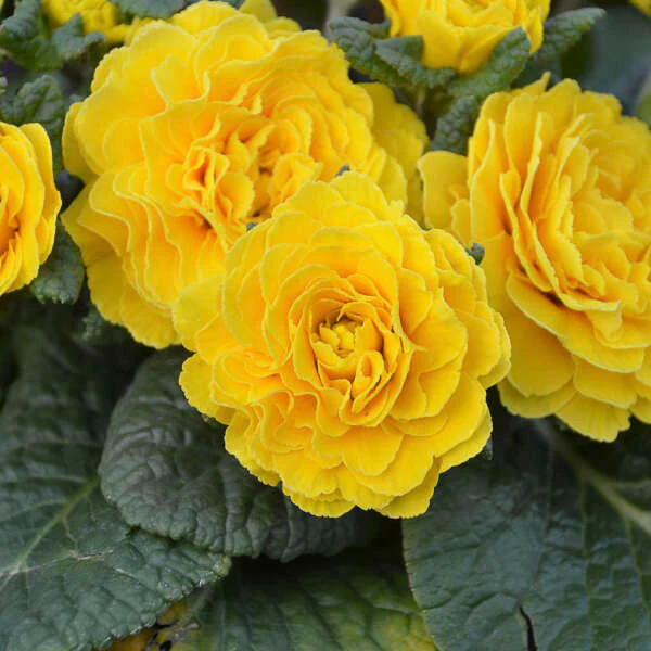 Prima Belarina® 'Spring Sun' Primrose (Primula) - Image 2